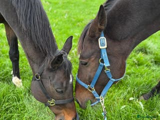 Irish Thoroughbred horses King 15.3hh aged 15 - Advert 1