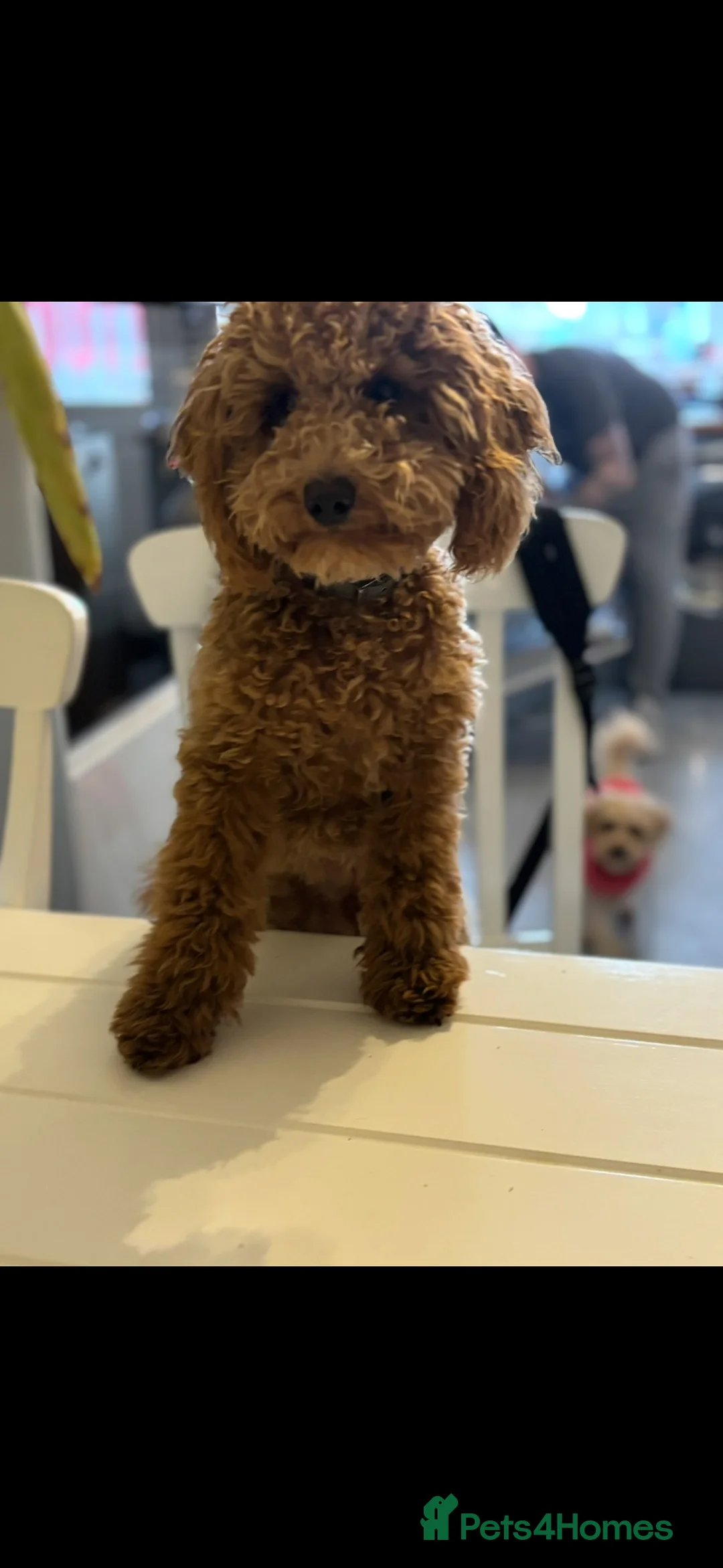 Toy Poodle dogs for stud: KC Toy Poodle Health Tested - Advert 2