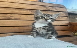 Domestic Shorthair cats for sale: Adorable kittens looking for their forever home  - Image 5
