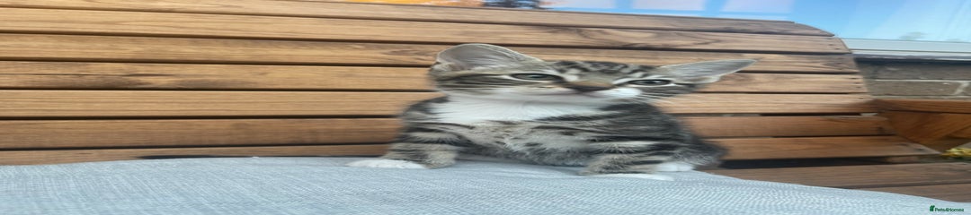 Domestic Shorthair Kitten 2