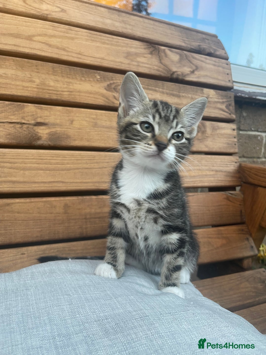 Domestic Shorthair cats for sale: Adorable kittens looking for their forever home  - Image 5
