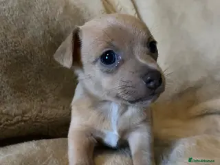 Jack Russell dogs Exceptional unusual coloured mini JR puppies - Advert 14