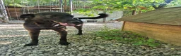 Italian Greyhound dogs for adoption: Olive - north Walsham Norfolk  in North Walsham - Advert 3