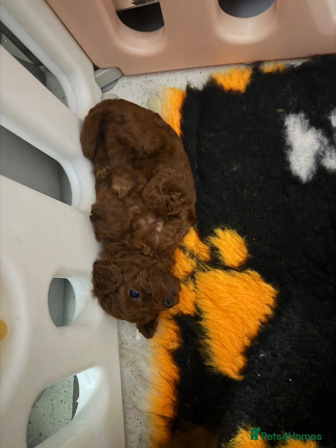 Toy Poodle dogs for stud: Stunning Asian Poodle 1.6kg for STUD ONLY - Advert 9