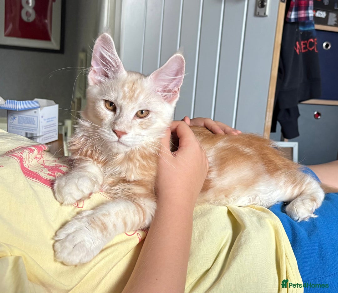Maine Coon cats for sale: Perfect red cream boy  - Image 10