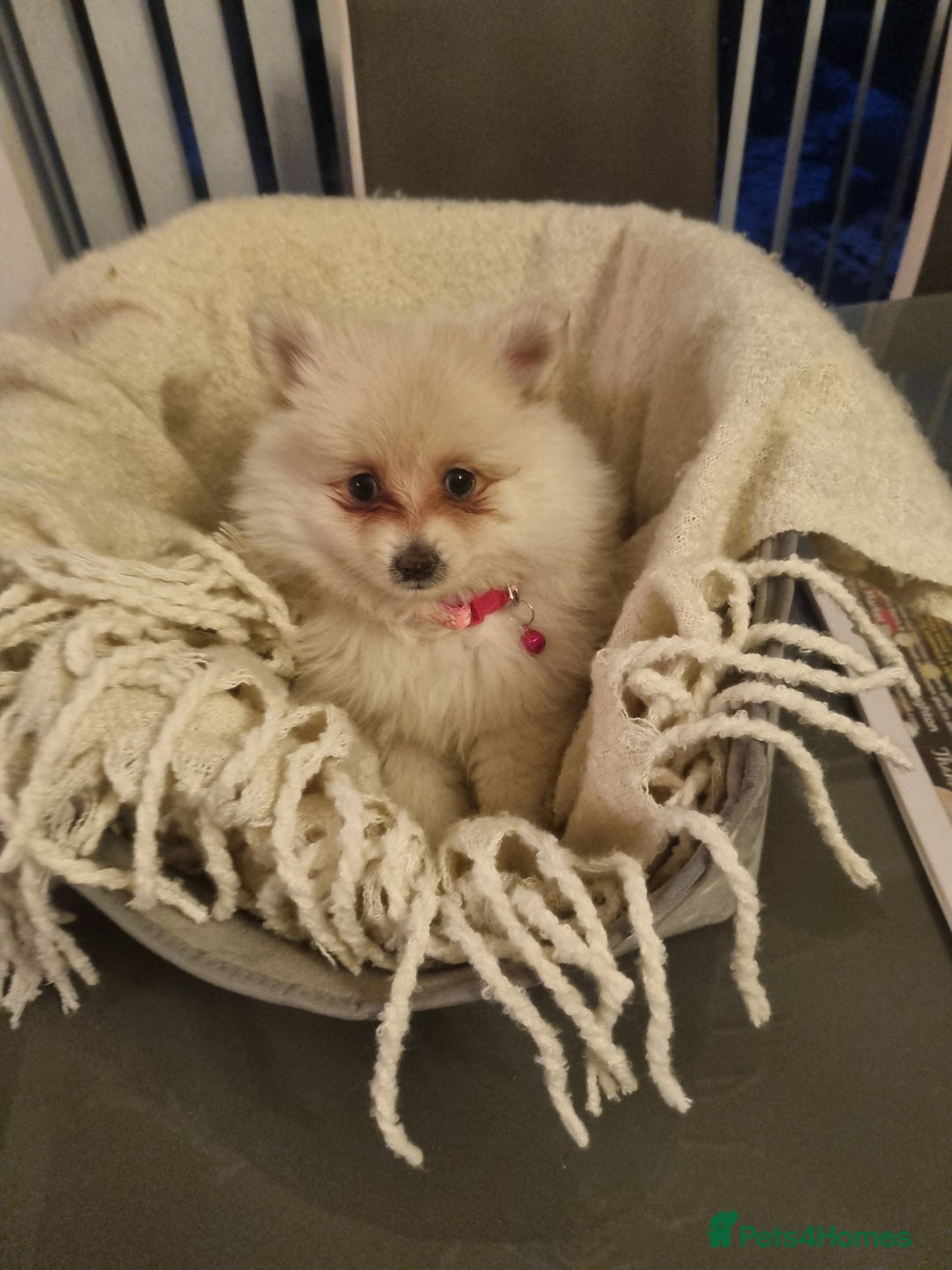 Pomeranian dogs for sale: Pomeraniums  - Advert 9