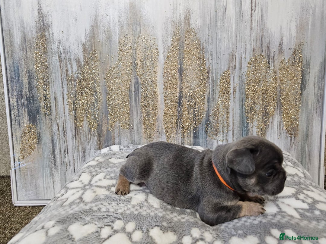 French Bulldog dogs for sale: DISCOUNT AVAILABLE FOR SERIOUSLY INTERESTED BUYERS - Advert 12