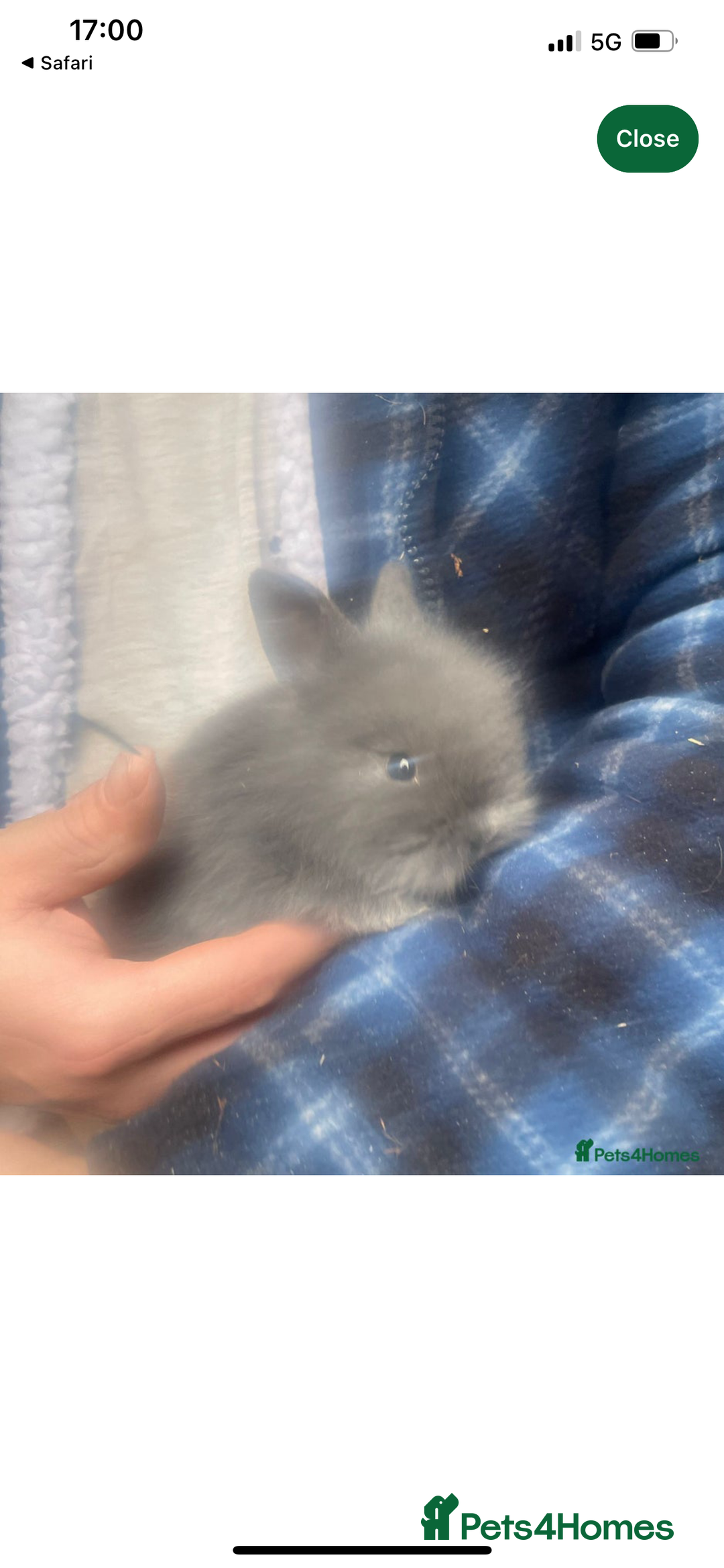 Lionhead rabbits for sale: 6 baby bunnies ready to leave  - Advert 3
