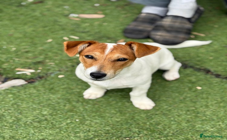 Jack Russell dogs - Advert 2