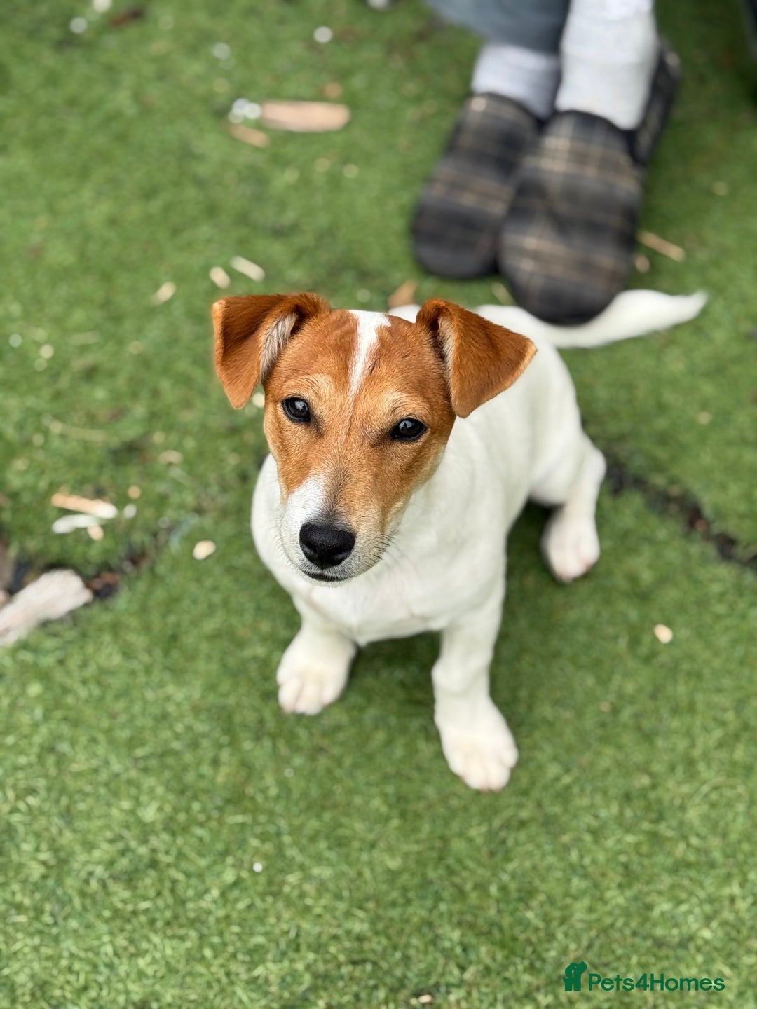 Jack Russell dogs for sale: Looking for a loving home for Jacko - Image 1