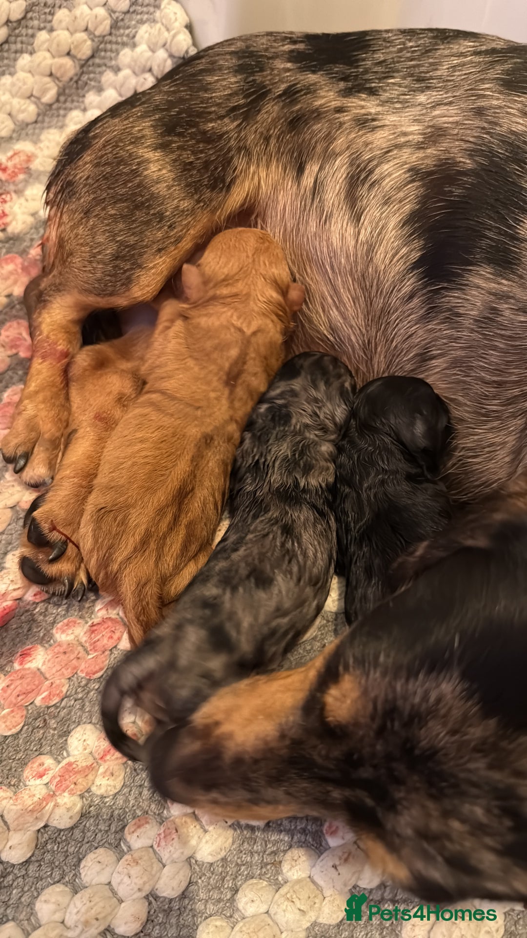 Mixed Breed dogs for sale: Daxipoo pups  - Advert 1