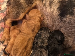 Mixed Breed dogs Daxipoo pups - Advert 2