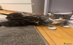 Mixed Breed cats for sale: 🐱4 fluffy male kittens🐱 - Image 4