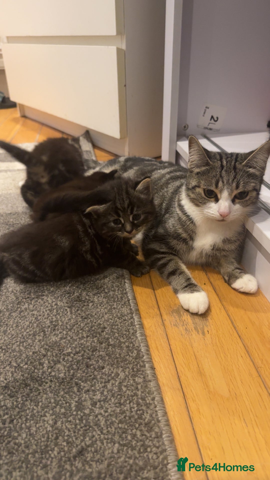Mixed Breed cats for sale: 🐱4 fluffy male kittens🐱 - Image 4