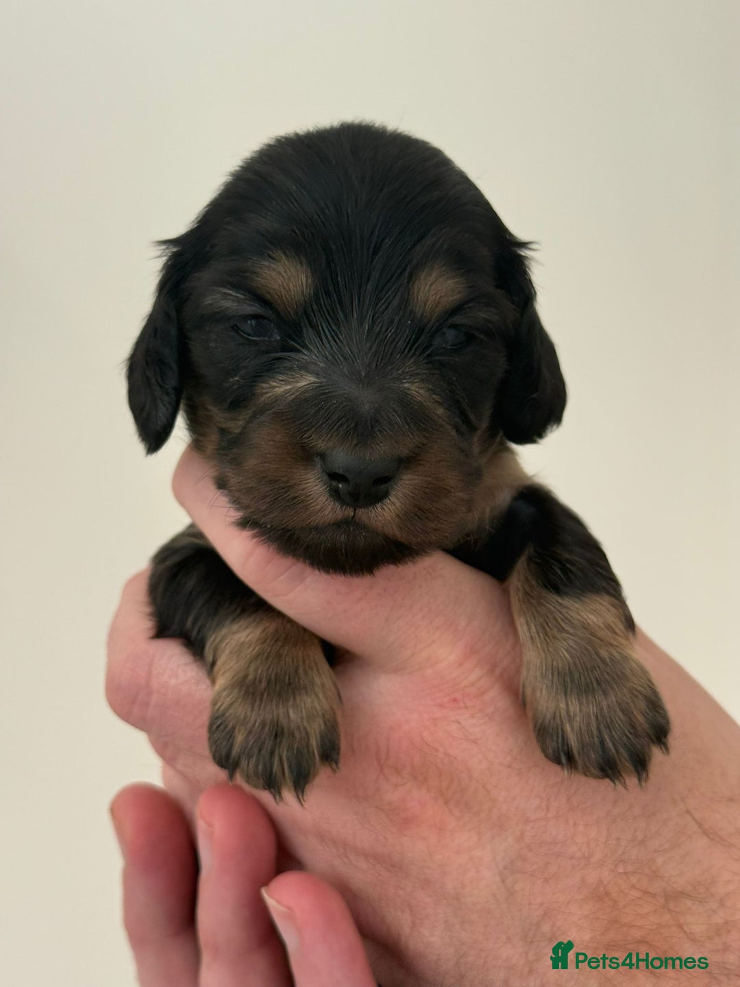 Miniature Dachshund dogs for sale: Black and Tan Miniature Daschund  - Advert 17