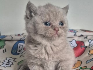 British Shorthair cats **Stunning TICA Registered Kittens** - Advert 9