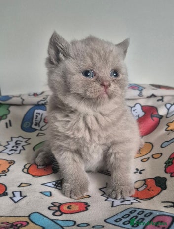 British Shorthair cats **Stunning TICA Registered Kittens** - Advert 9
