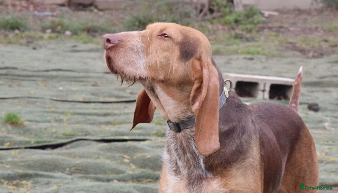 Mixed Breed dogs for adoption: Mimosa  - Advert 17