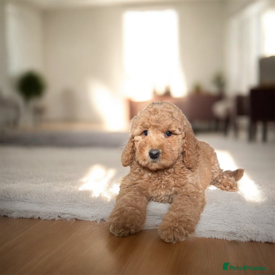 Australian Labradoodle dogs for sale: Only One Girl Left Australian Labradoodle Puppy - Image 8