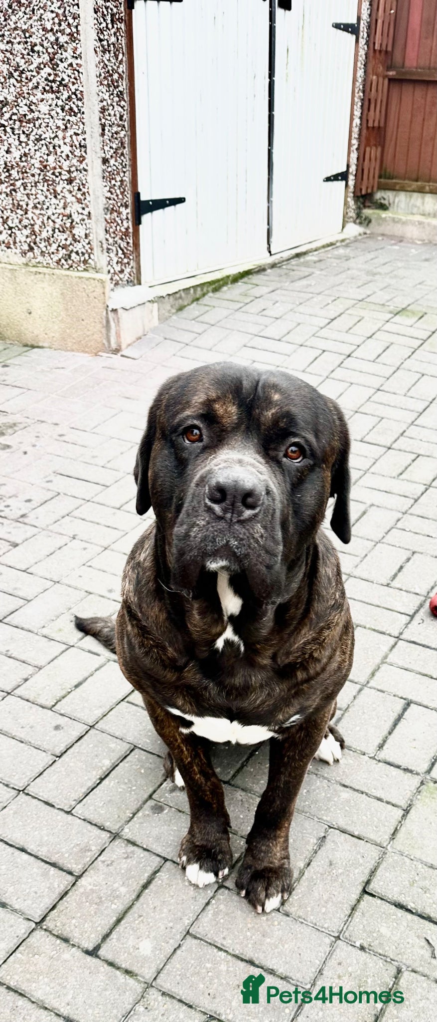 Mixed Breed dogs Male Cane Corso - Experienced Home Needed  - Advert 18