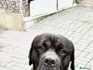 Mixed Breed dogs Male Cane Corso - Experienced Home Needed - Advert 18