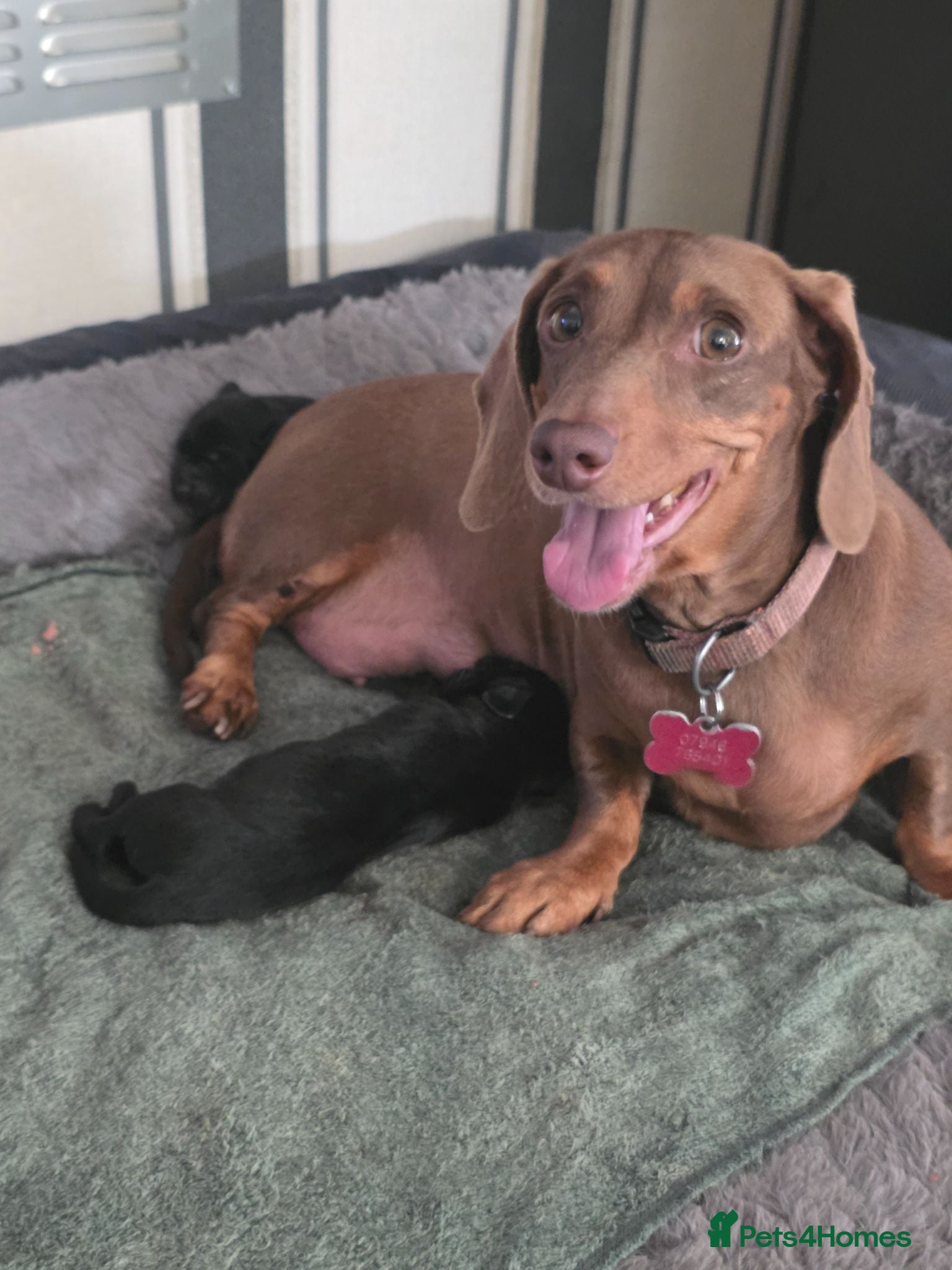 Mixed Breed dogs Dachshund cross spaniel puppies  - Advert 6