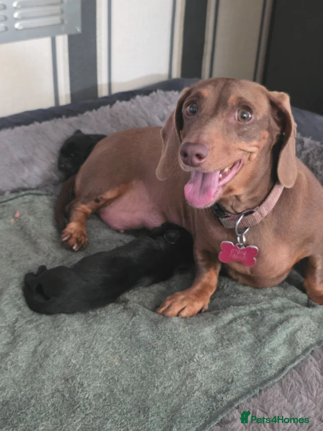 Mixed Breed dogs for sale: Dachshund cross spaniel puppies  - Advert 1