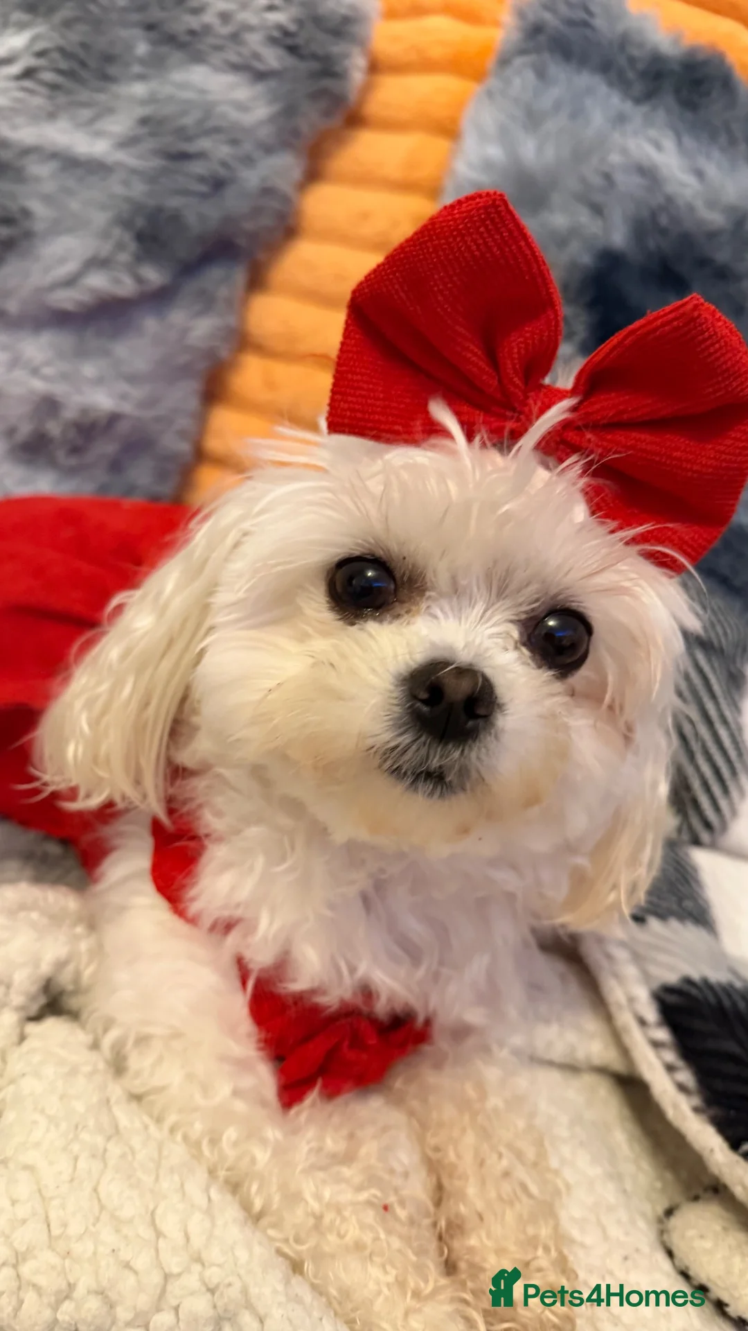 Maltipoo dogs for sale: Maltipoo  - Advert 1