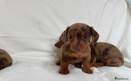Miniature Dachshund dogs for sale: Dachshund puppy’s for sale - Image 8