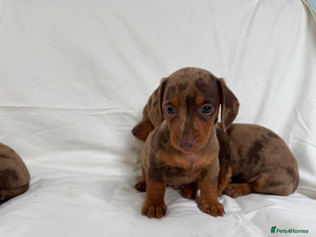 Miniature Dachshund dogs for sale: Dachshund puppy’s for sale - Image 8