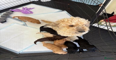 Cockapoo dogs - Advert 10