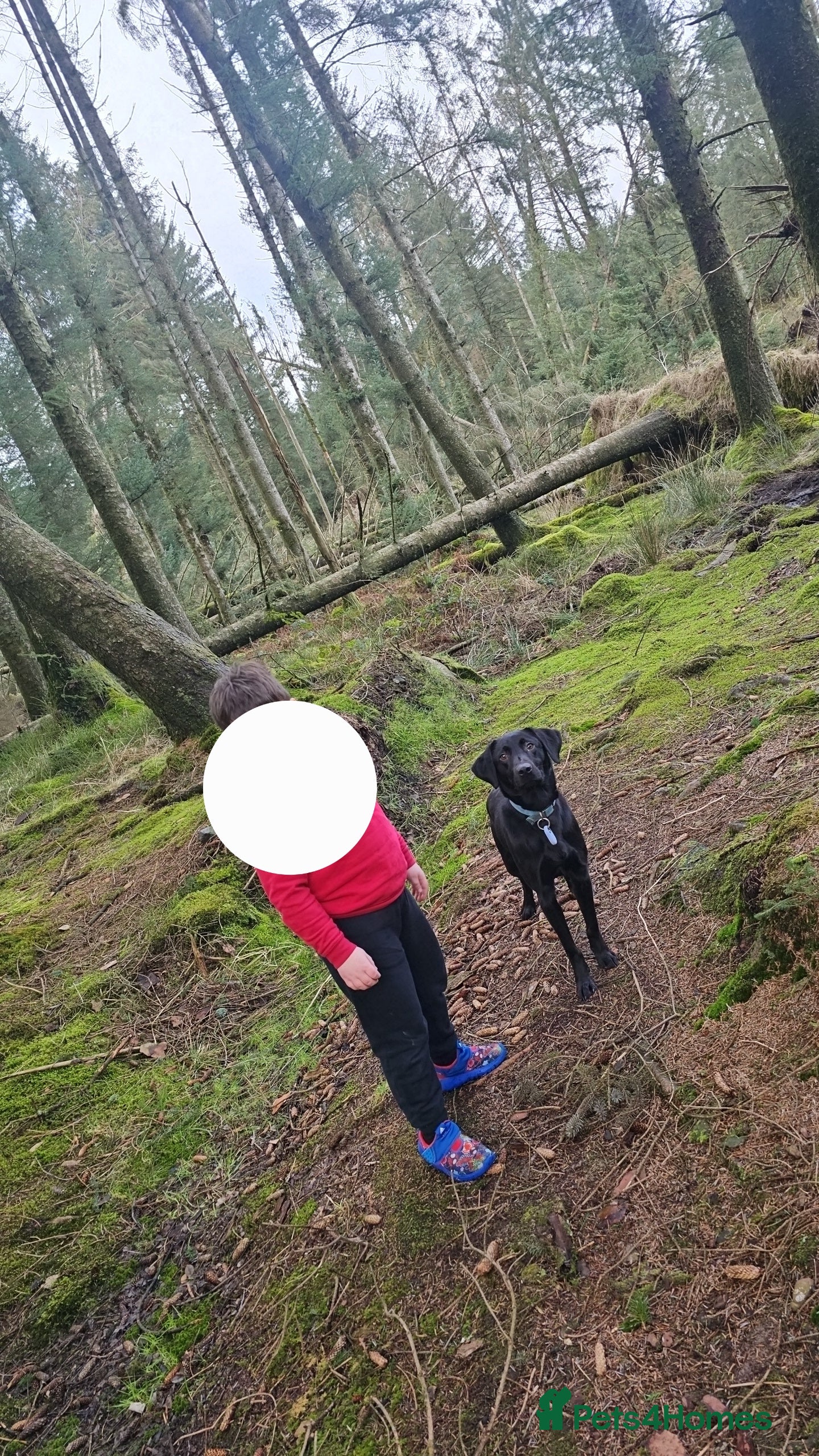 Labrador Retriever dogs 19 Month Old Trained Labrador Retriever Male - Advert 2