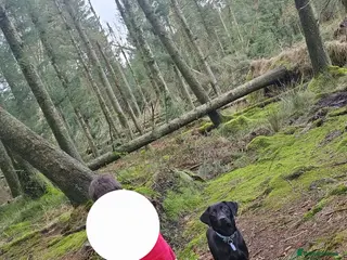 Labrador Retriever dogs 19 Month Old Trained Labrador Retriever Male - Advert 2