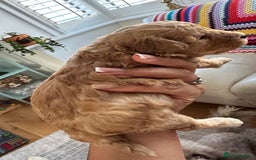 Toy Poodle dogs for sale: Toy poodles (5 girls and 2 boys) - Image 22