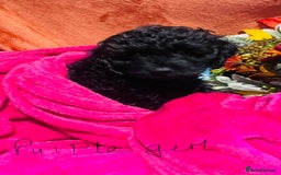 Mixed Breed dogs for sale: Gorgeous cockapoos  - Image 8