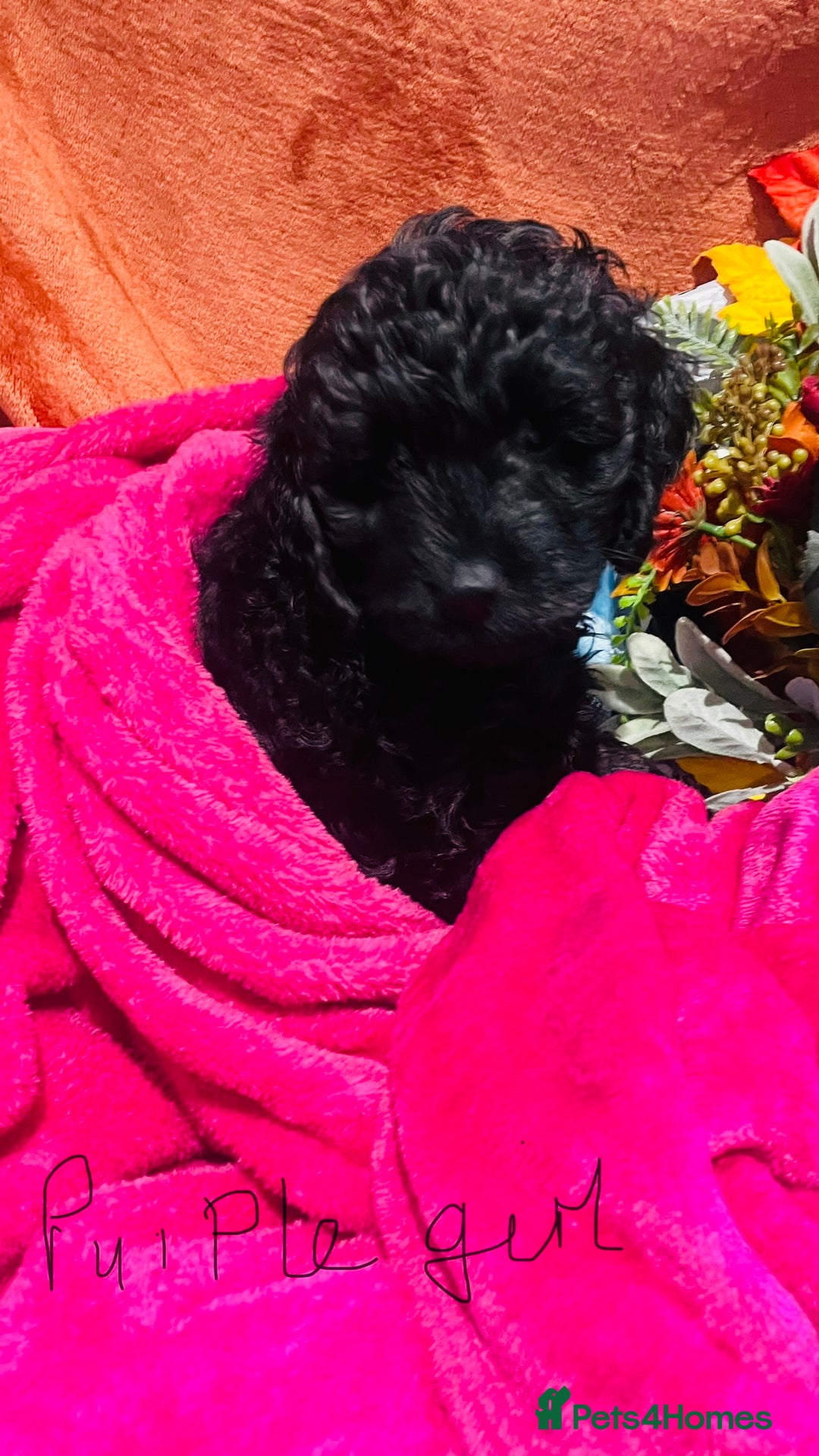 Mixed Breed dogs for sale: Gorgeous cockapoos  - Image 8