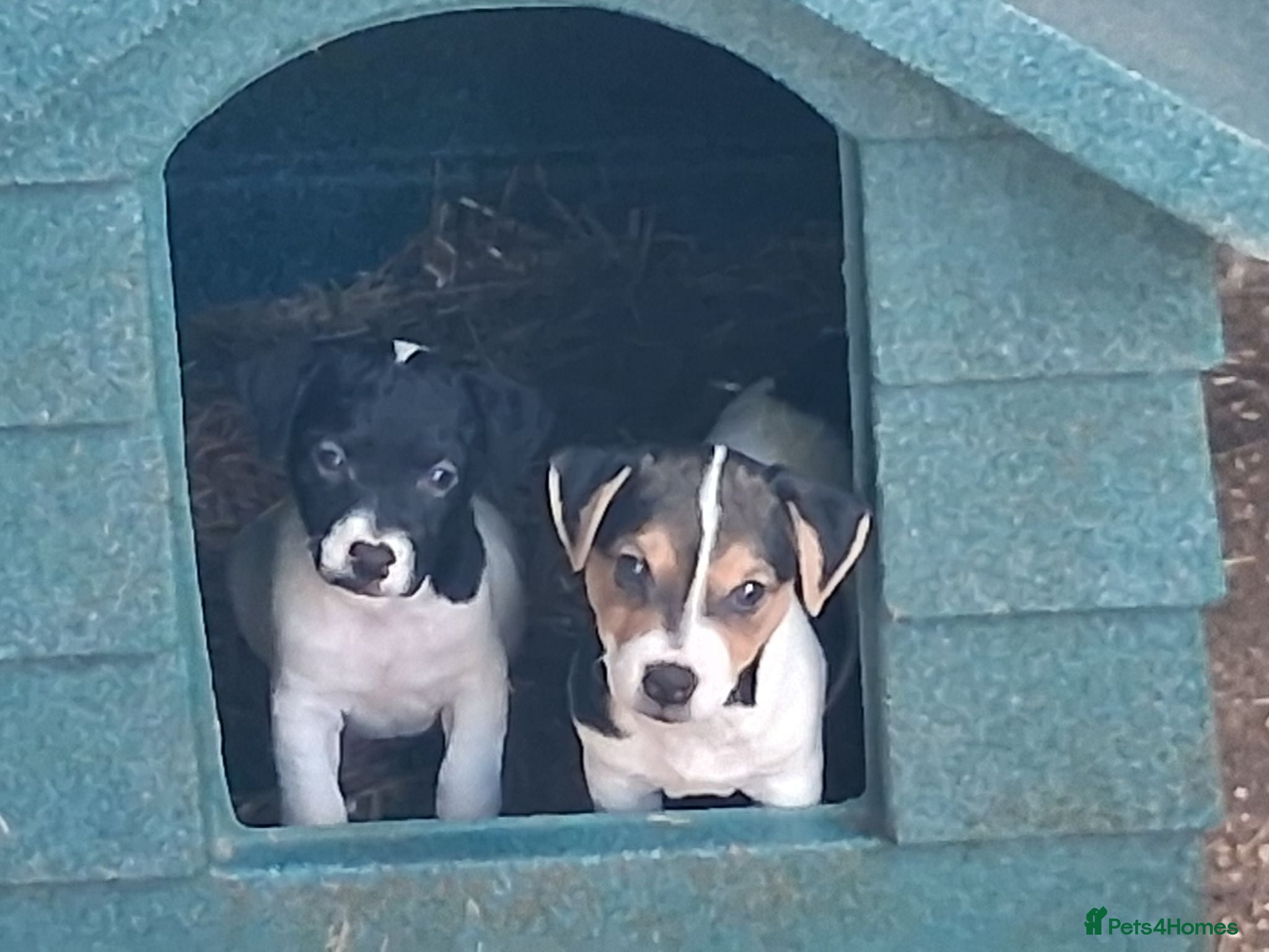 Jack Russell dogs Jack russle pups  - Advert 1