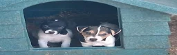 Jack Russell dogs for sale: Jack russle pups  in Preston - Advert 1