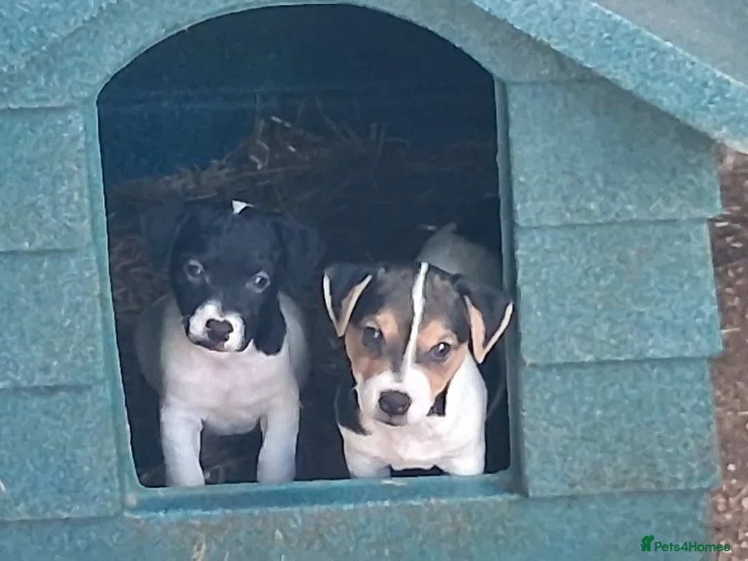 Jack Russell dogs for sale: Jack russle pups  in Preston - Advert 1