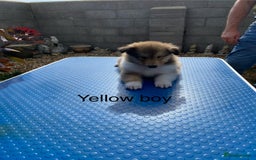 Rough Collie dogs for sale: ROUGH COLLIE  SABLE AND WHITE MALE PUPPIES - Image 11