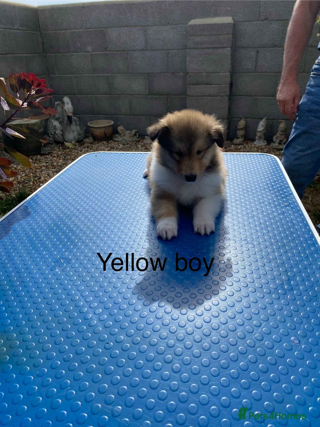 Rough Collie dogs for sale: ROUGH COLLIE  SABLE AND WHITE MALE PUPPIES - Image 11
