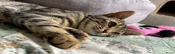 Domestic Shorthair cats for adoption: Lula, chatty 9 month old girl  - Advert 4