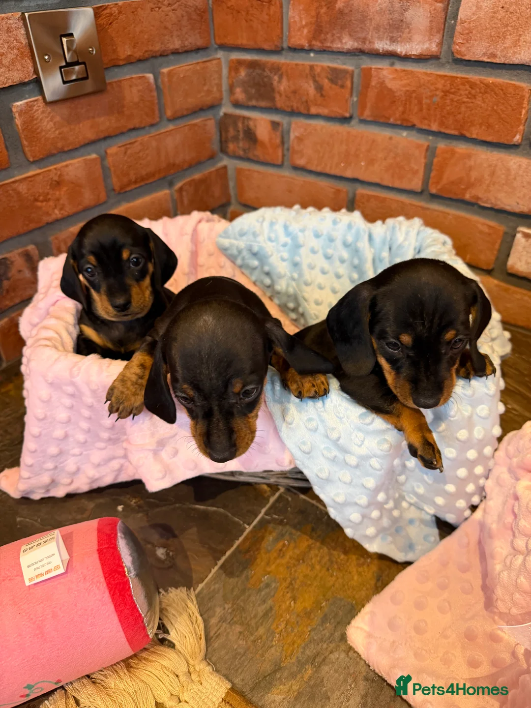 Dachshund dogs for sale: Miniature dachshunds  - Advert 11