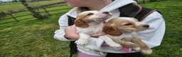 Cocker Spaniel dogs for sale: Beautiful coloured cocker spaniels   -Ready 22/03 - Advert 6
