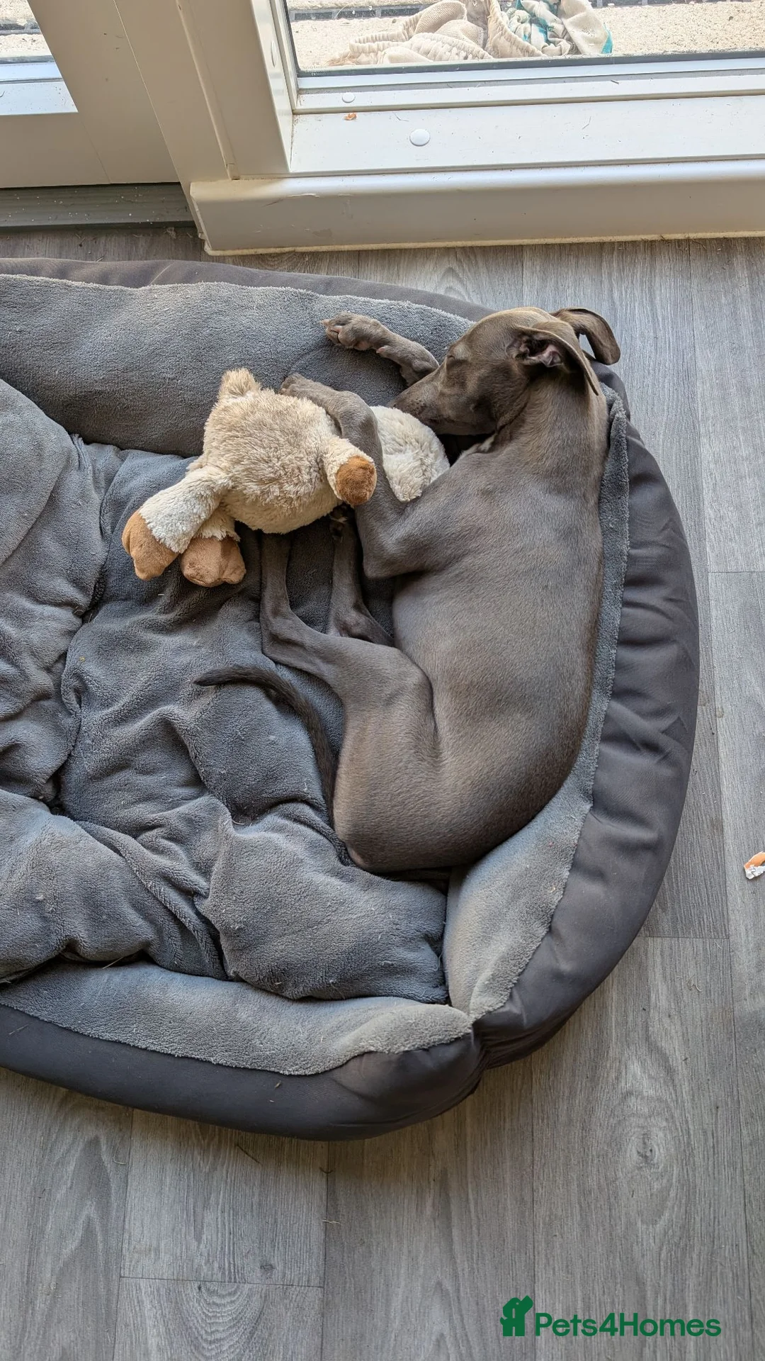 Whippet dogs for sale: Whippet puppy female  in Brighton - Advert 2