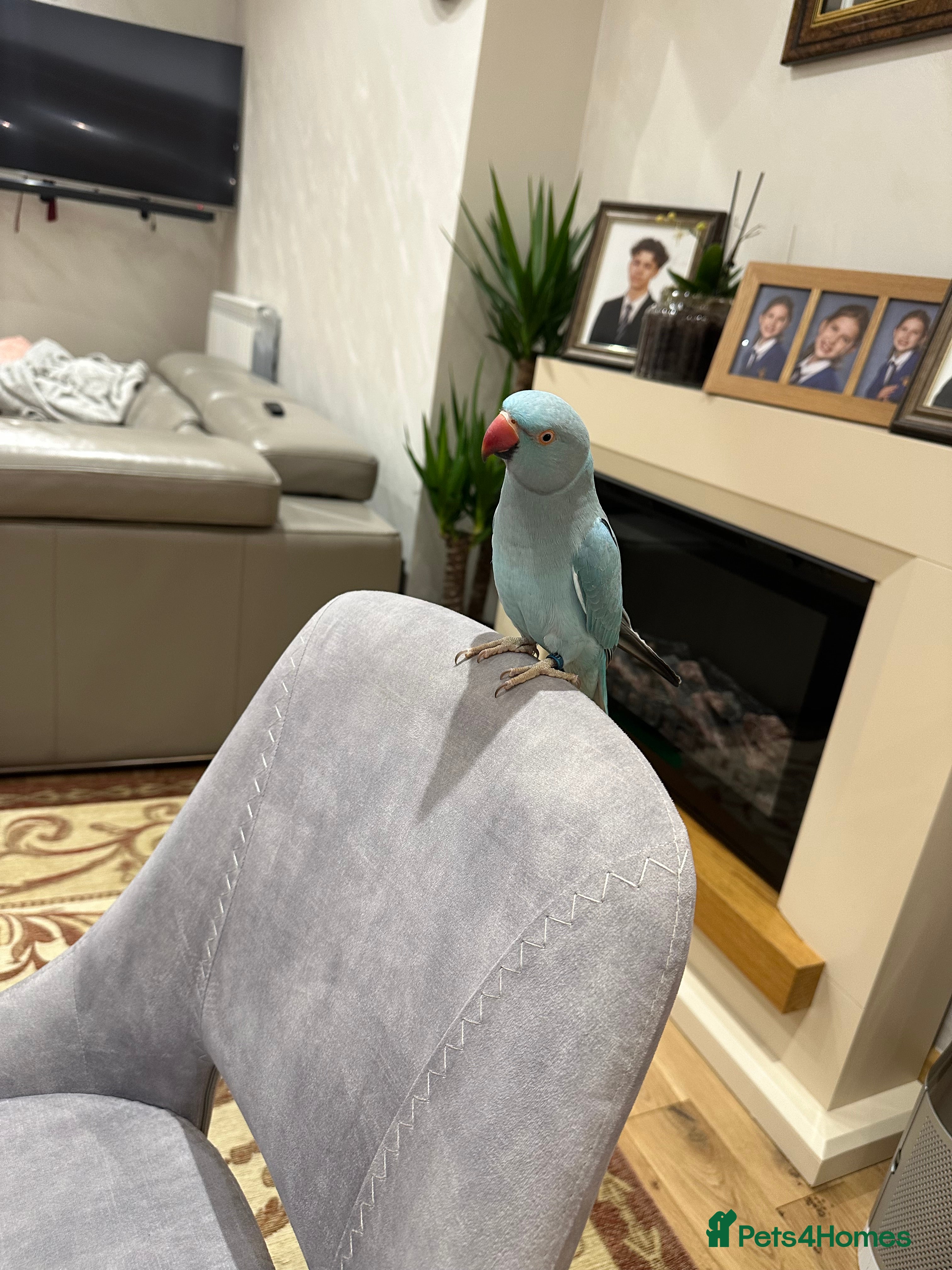 Ringnecks birds Blueberry  - Advert 2