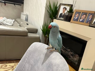 Ringnecks birds Blueberry - Advert 1