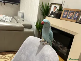 Ringnecks birds Blueberry - Advert 20