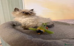 Persian cats for sale: Persians colour point  - Image 13