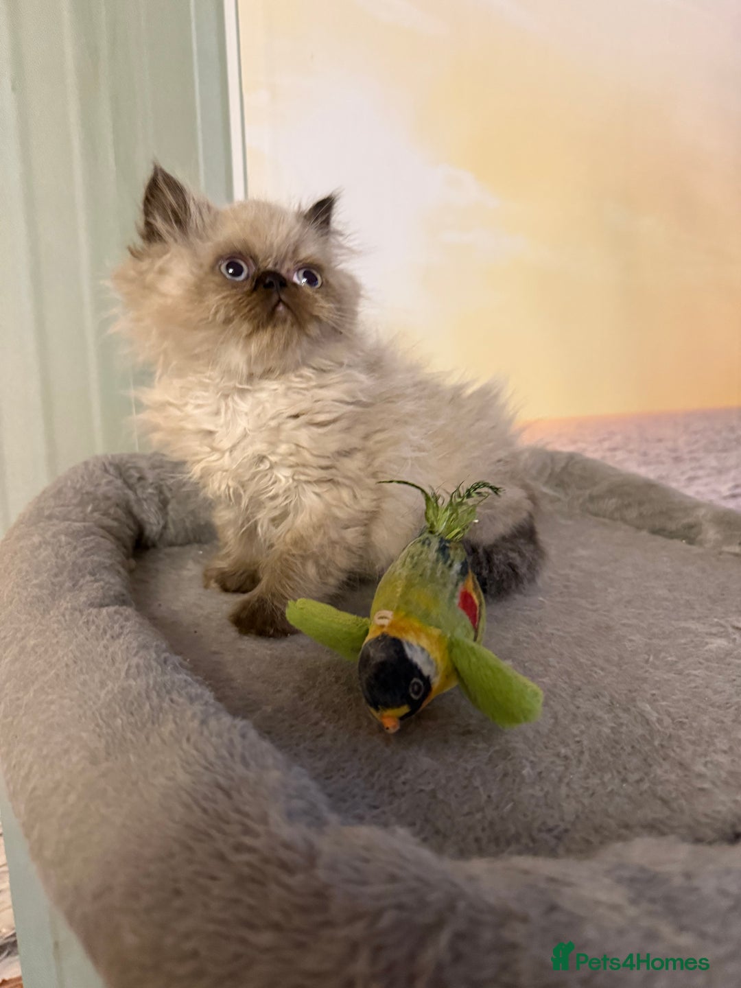 Persian cats for sale: Persians colour point  - Image 13